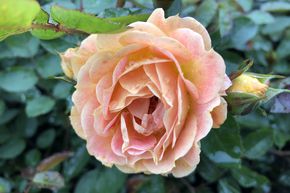 Rosier 'Bessy' - Rosier couvre-sol