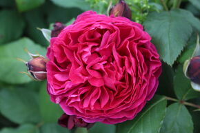 Rose 'Bicentenaire de Guillot'�