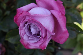 Rosier � grandes fleurs 'Blue River�'