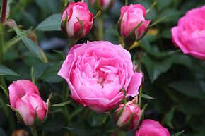 Rosier 'Blush Pixie�'