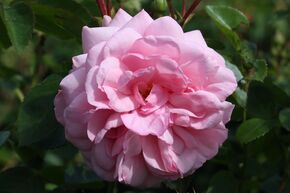 Rosier 'Blush Winterjewel�'