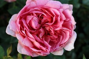 Rosier 'Boscobel'