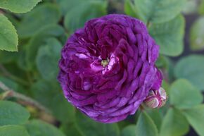 Rosier 'Cardinal de Richelieu'
