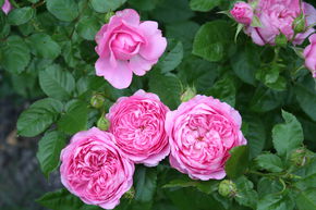 Rosier 'Chantal Merieux�'