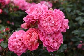 Rosier 'Charmant�'