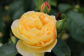 Rosier 'Chateau de Cheverny�'