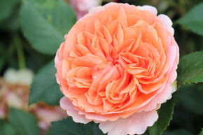 Rosier Chippendale�