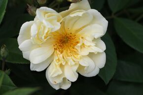 Rosier 'Christine H�l�ne'