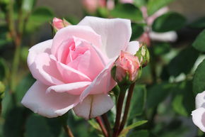 Rosier Cendrillon�