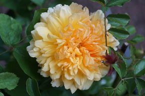 Rosier 'Claudia Cardinale�'