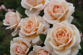 Rosier 'Courage�'