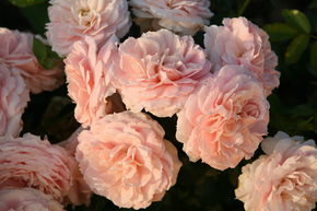 Rosier 'Cremosa�'