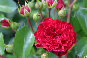 Rosier 'Crimson Siluetta�'