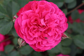 Rosier 'Crimson Winterjewel�'