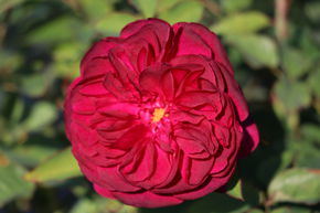 Rose Darcey Bussell�