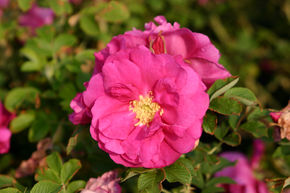 Rosier 'David Thompson'