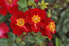Rosier 'Decoration'