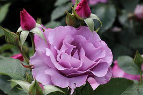 Rosier Dioressence�