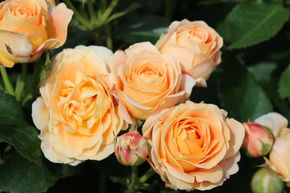 Rosier Dolce Vita�