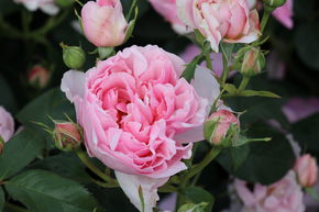 Rosier 'Eckard Witzigmann�'