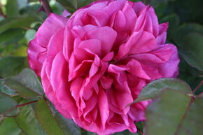 Rosier 'Elbflorenz'