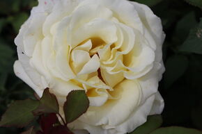 Rosier 'Elina�'