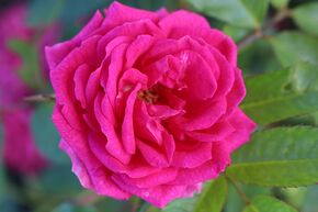 Rosier 'Elmshorn�'