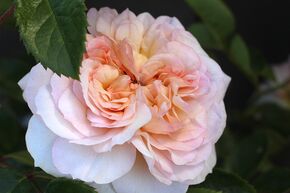 Rosier 'Emily Bront�'