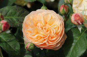 Rosier 'Eveline Wild�'