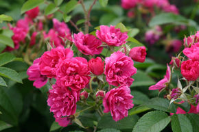 Rosier-oeillet 'F.J. Grootendorst'