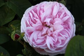 Rosier 'Fantin Latour'