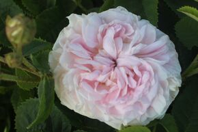 Rosier 'F�licit� Parmentier'