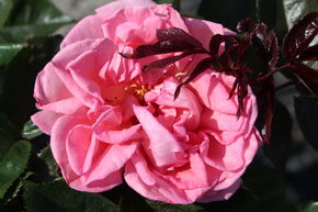 Rosier � grand fleurs 'Fragonard'
