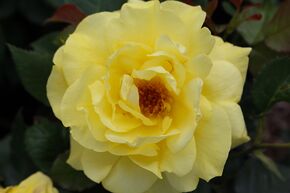 Rosier Friesia�
