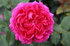 Rosier 'Gabriel Oak�'