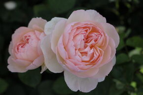 Rosier Gentle Hermione�