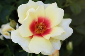 Rosier 'Glorious Babylon Eyes�'