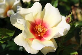 Rosier tige 'Glorious Babylon Eyes�'