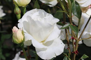 Rosier Grand Nord�