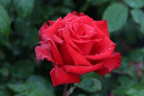 Rosier 'Grande Amore�'