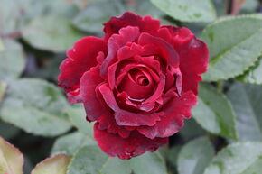 Rosier Heinz Winkler�