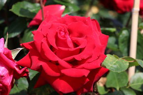 Rosier 'Ingrid Bergman�'