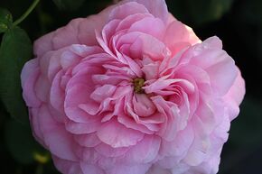 Rosier Ispahan