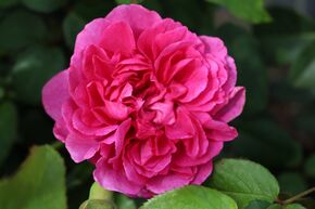 Rosier anglais 'James L. Austin�'