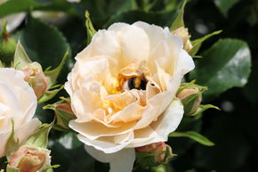 Rosier 'Jardin des Tuileries'�