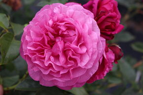 Rosier 'Kaffe Fassett�'