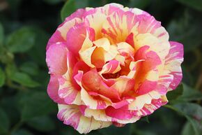 Rosier 'La Parisienne�'