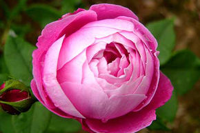 Rosier 'La Reine Victoria'