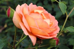 Rosier Lady of Shalott�