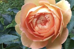 Rosier tige 'Lady of Shalott�'